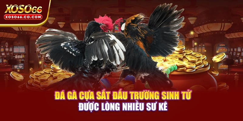 Đá Gà Cựa Sắt - Đấu Trường Sinh Tử Được Lòng Nhiều Sư Kê